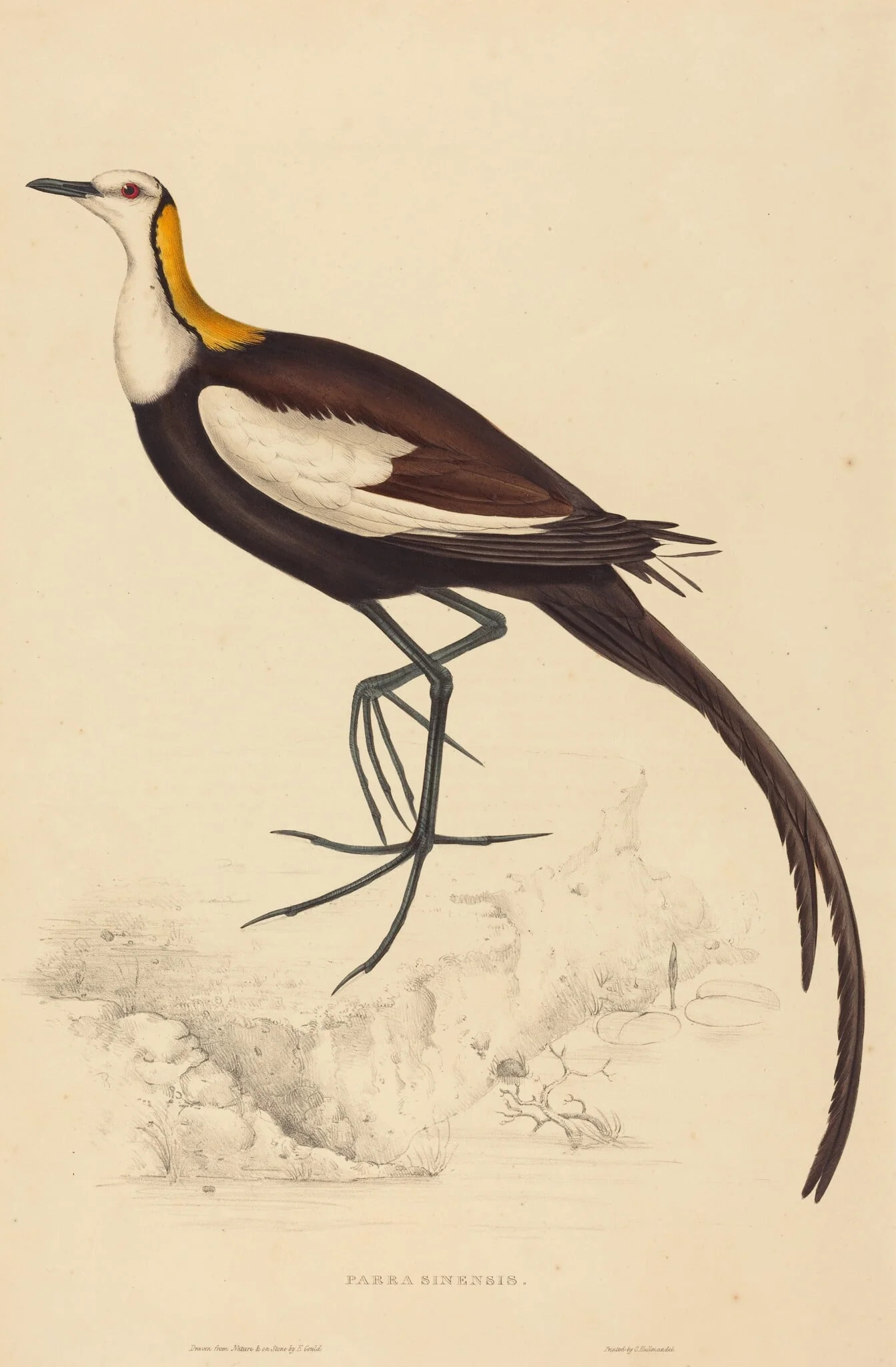 Parra Sinensis (Pheasant-Tailed Jacana), detail