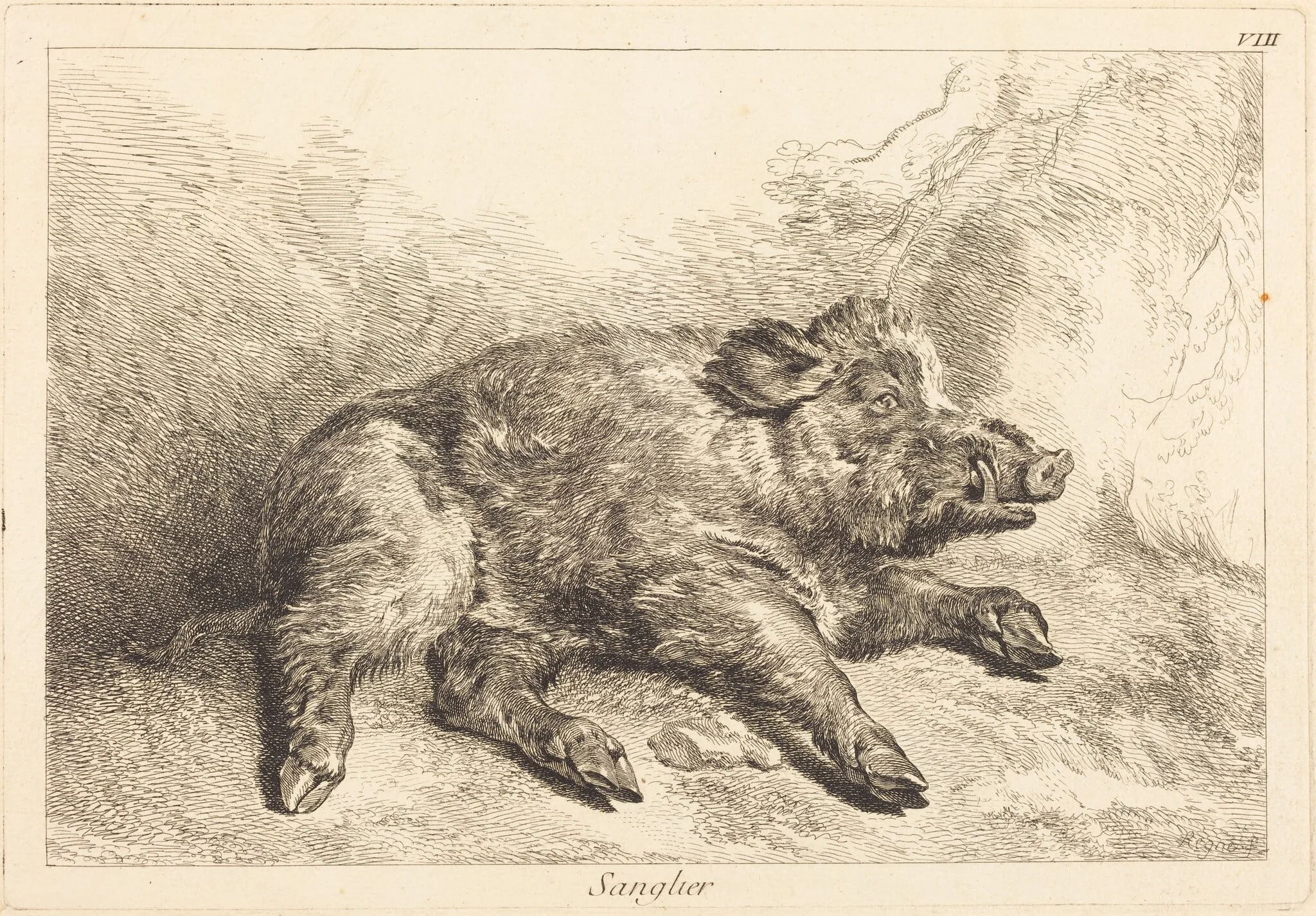 Sanglier (Wild Boar Lying Down, Head to the Right), detail