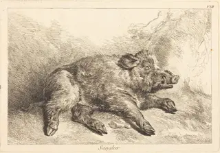 Sanglier (Wild Boar Lying Down, Head to the Right), by Jacques-Philippe Le Bas, ink, 1745