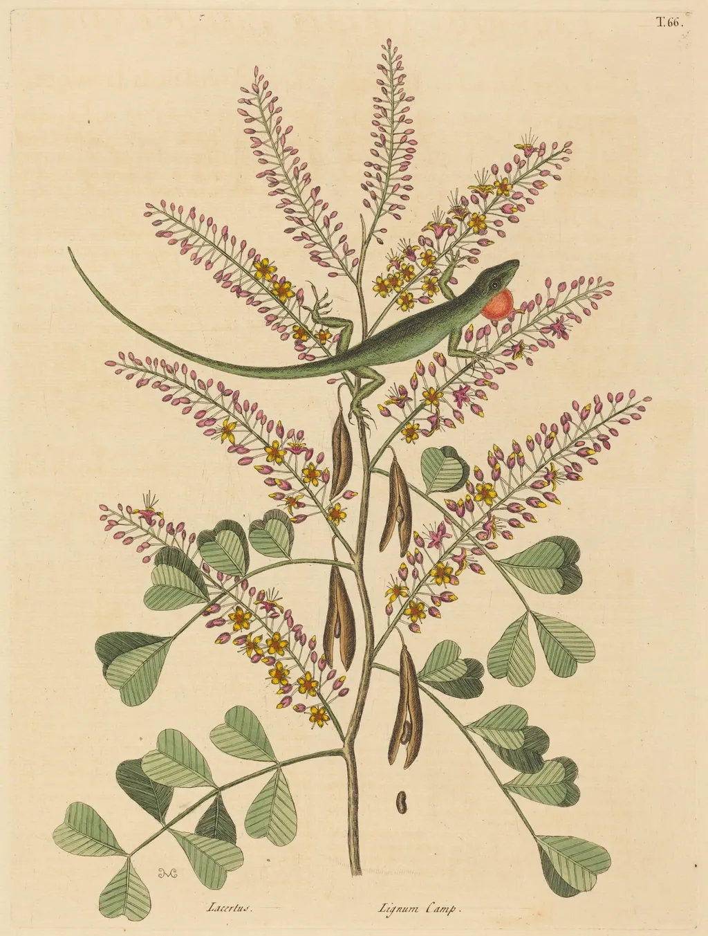 The Green Lizard of Jamaica (Lacerta bullaris), by Mark Catesby, ink, 1737
