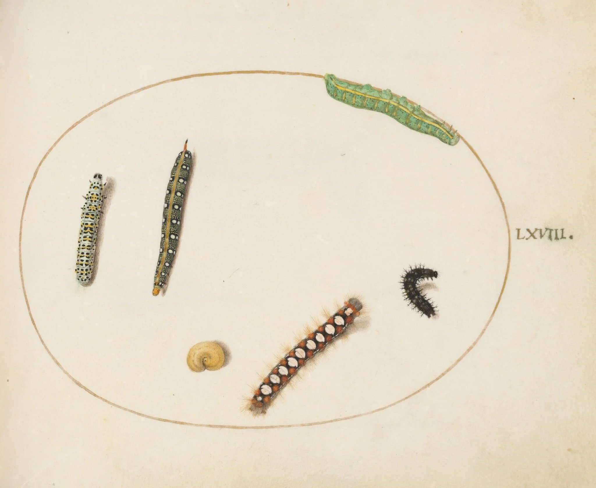 Plate 68: Leafy Spurge Hawkmoth Caterpillar, Mullein Moth Caterpillar, and Other Caterpillars, detail