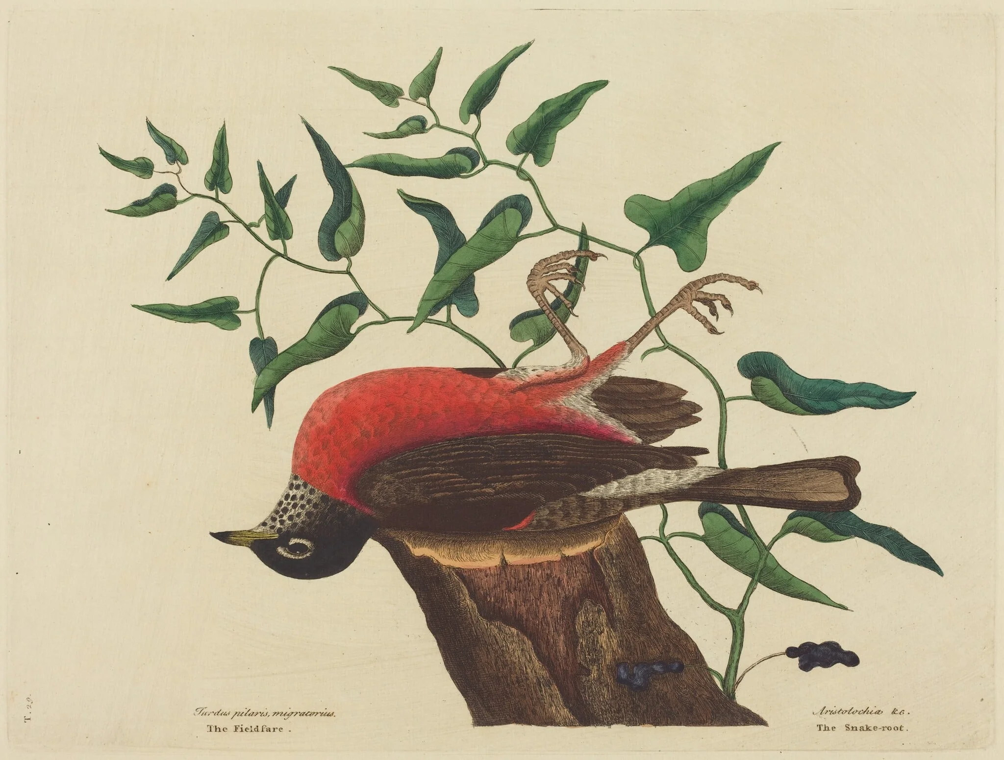 The Fieldfare of Carolina (Turdus migratorius), detail