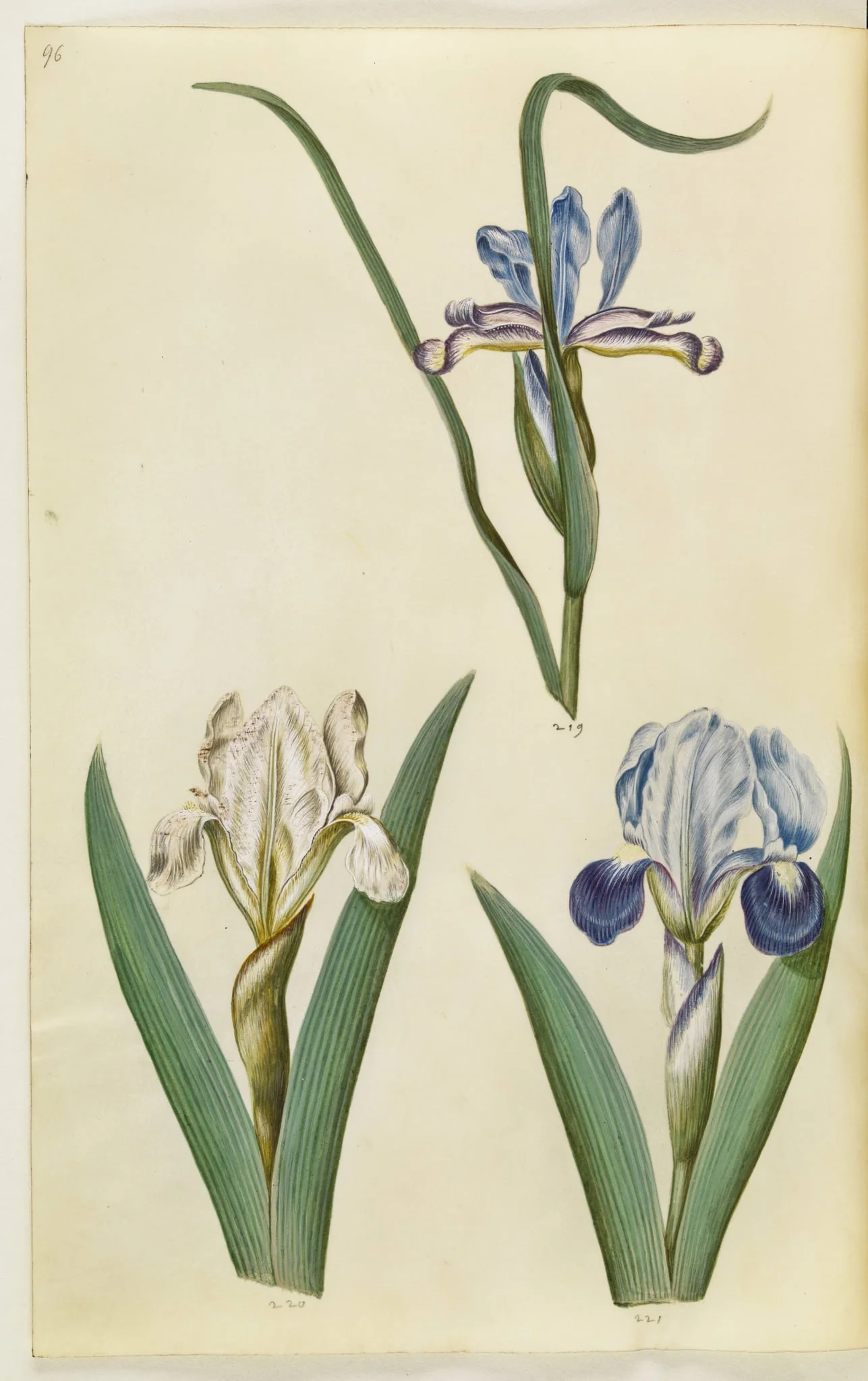 Iris graminea (græsbladet iris); Iris lutescens eller Iris pumila (?) (dværg-iris eller lav iris), detail