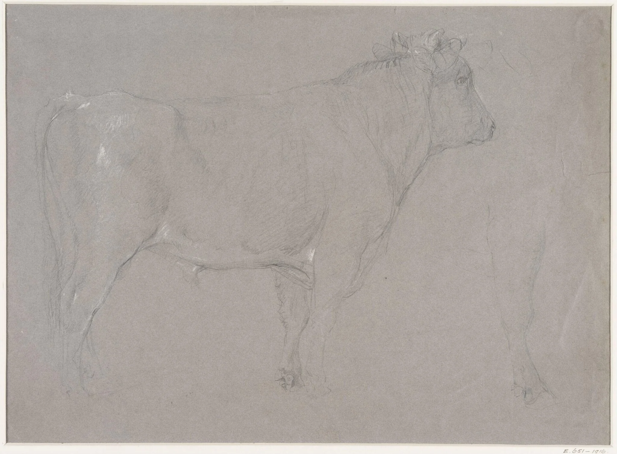 Study of a bull, detail