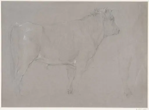 Study of a bull, by Thomas Sidney Cooper, 1850
