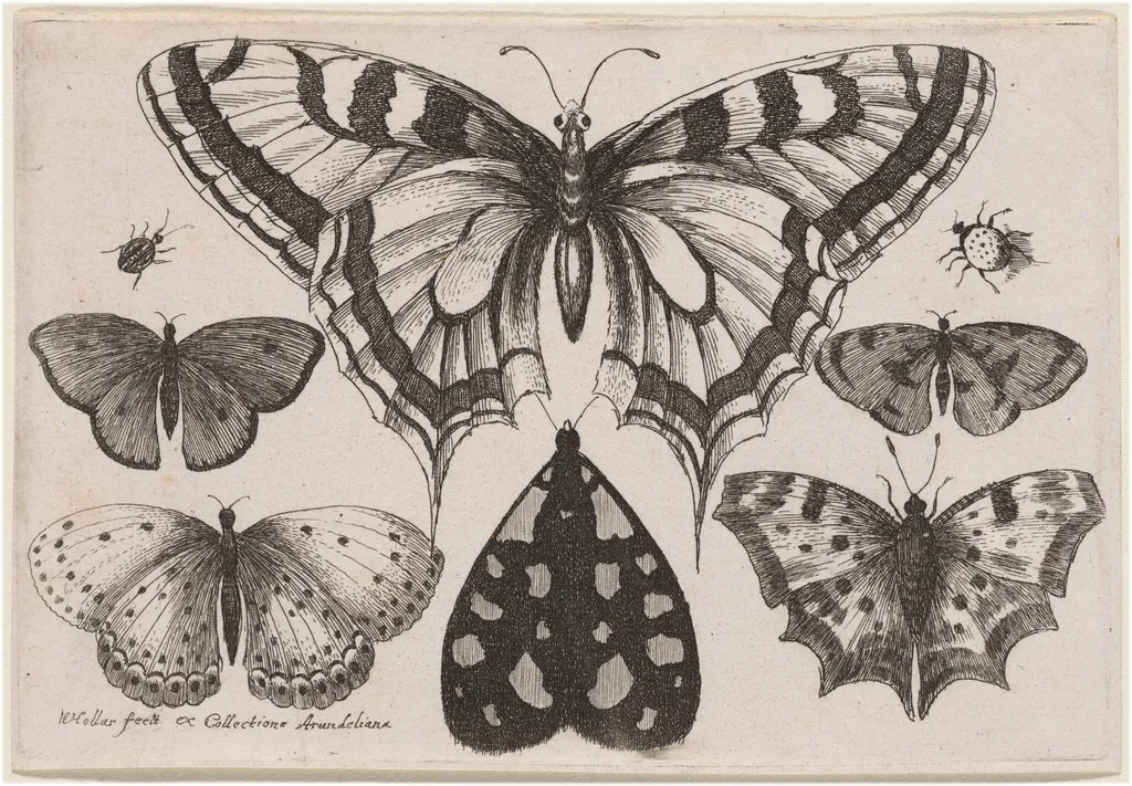 Five Butterflies, a Moth, a Beetle, and a Spider, by Wenceslaus Hollar, ink, 1646