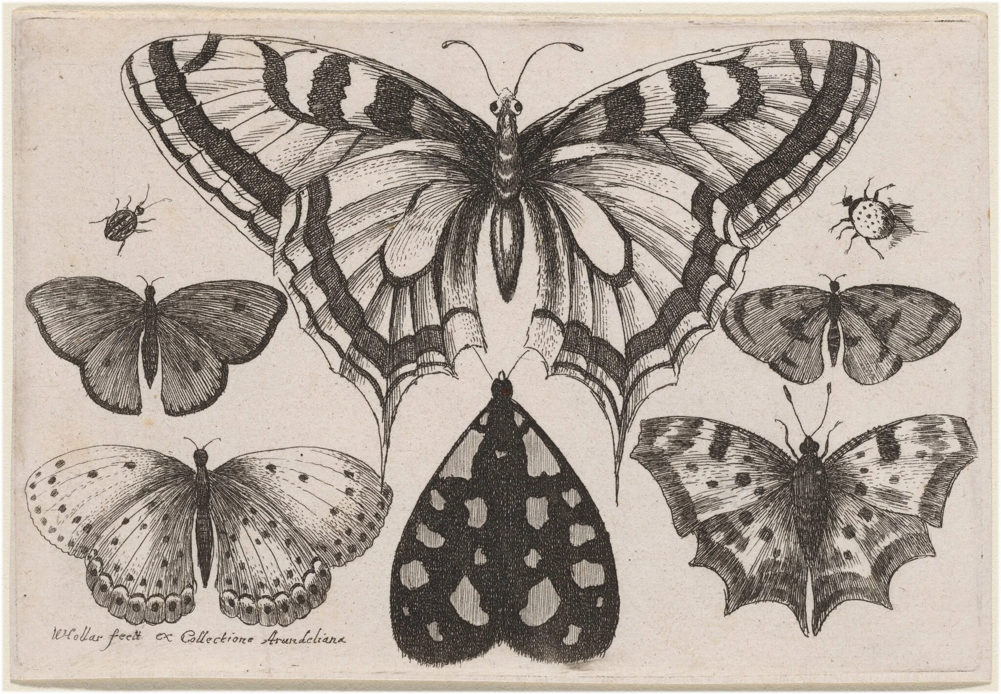 Five Butterflies, a Moth, a Beetle, and a Spider, detail