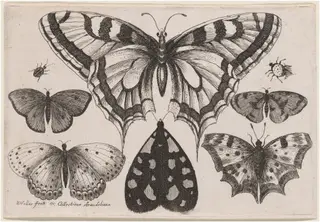 Five Butterflies, a Moth, a Beetle, and a Spider, by Wenceslaus Hollar, ink, 1646