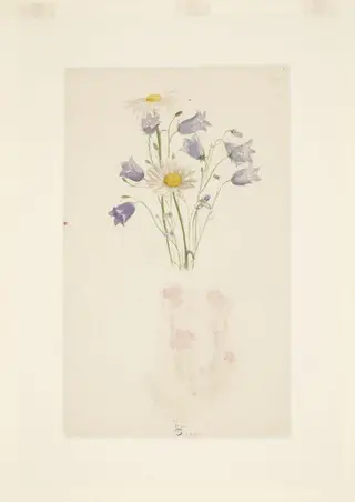 Study of harebells and marguerites, by Beatrix Potter, watercolor, 5