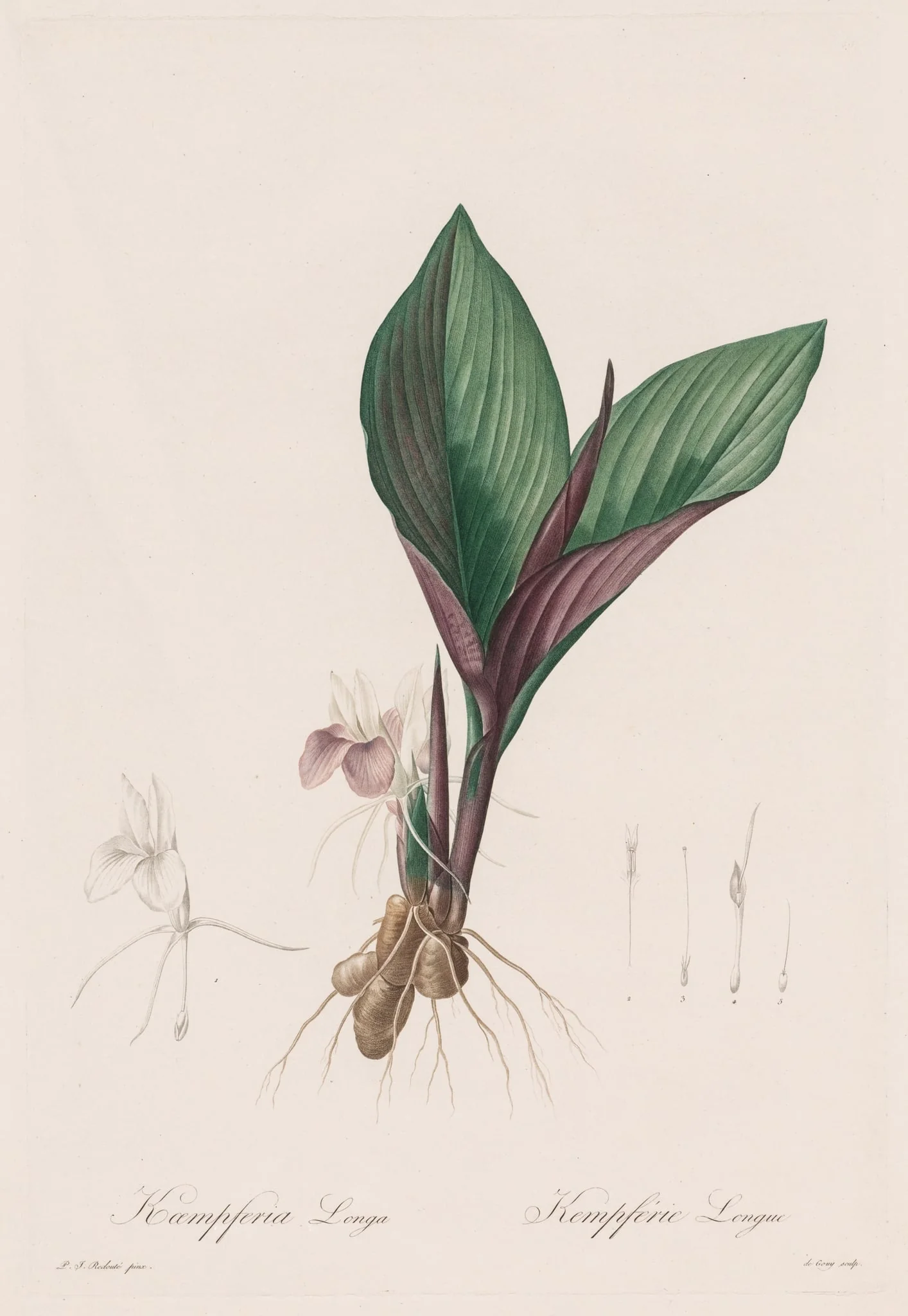 Les Liliacées: Kaempferia longa, detail