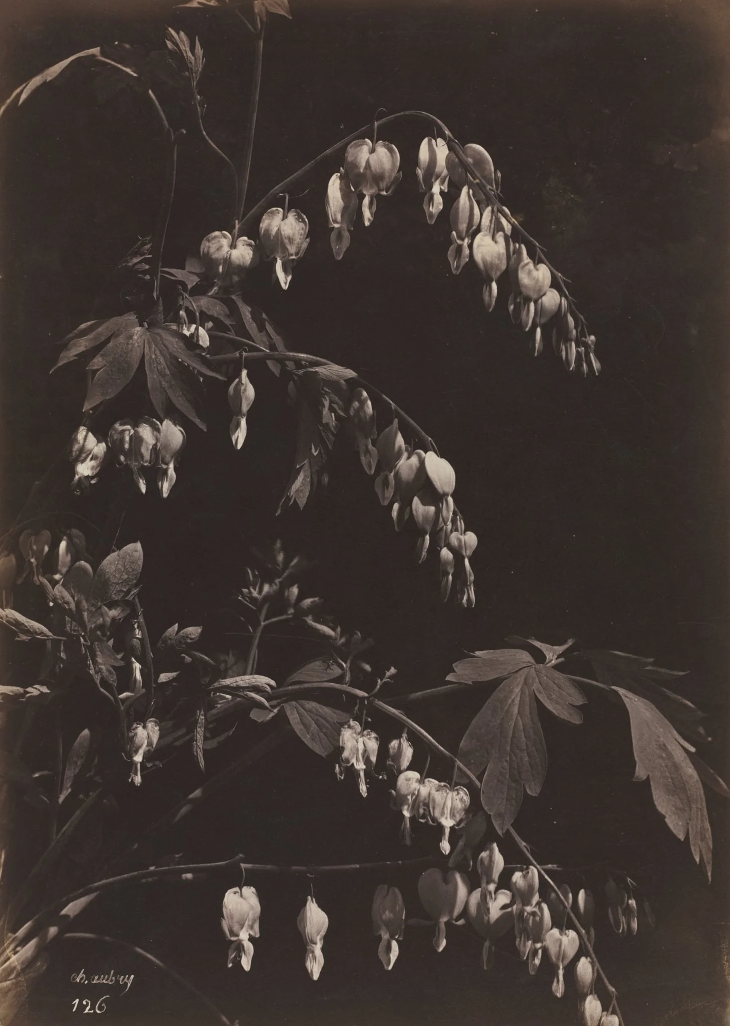Floral Still Life (Bleeding Hearts), detail