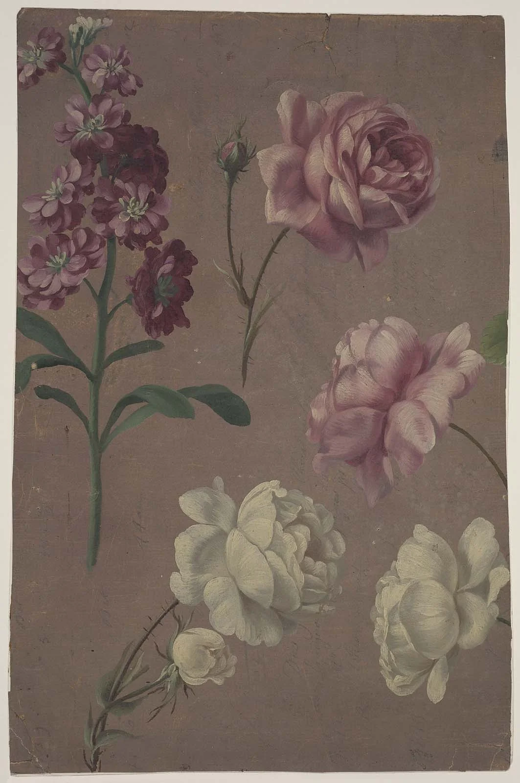 Studies of Roses and other Flowers, detail