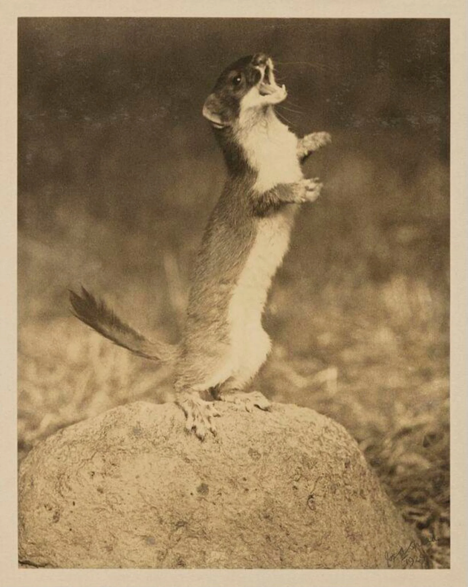 Stoat, detail