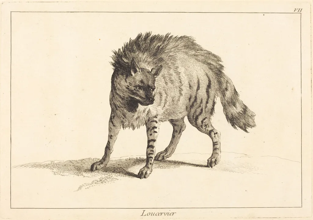Loucervier (Hyena), by Jean Eric Rehn, ink, 1745