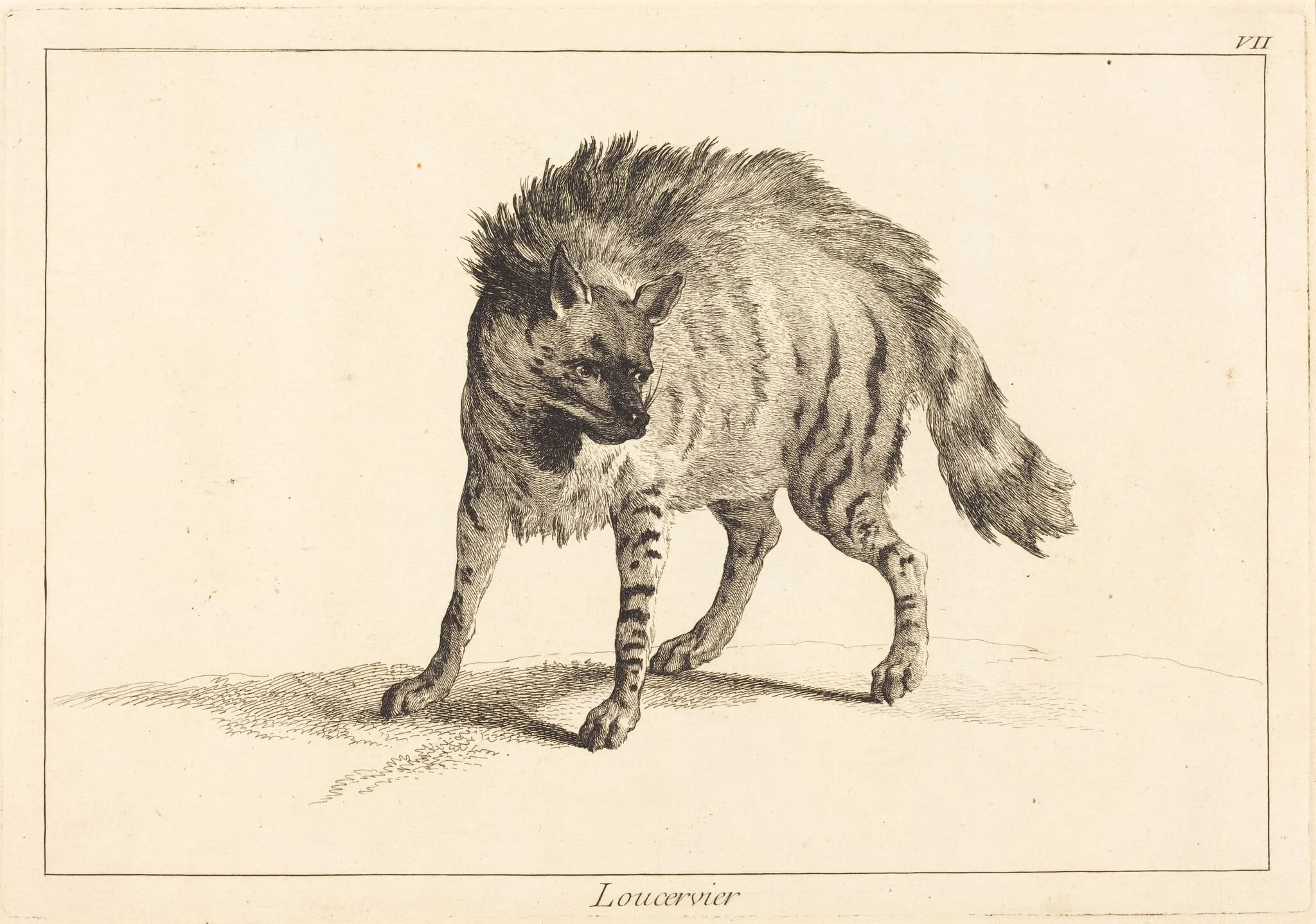 Loucervier (Hyena), detail