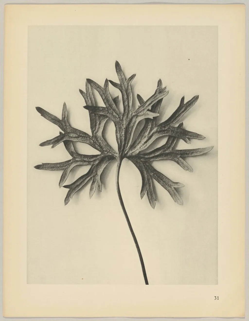 Aconiyum anthora, by Karl Blossfeldt, 1928