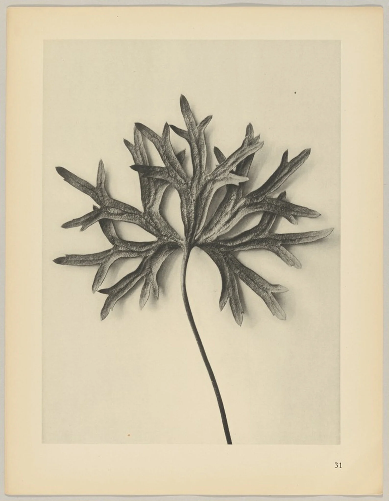 Aconiyum anthora, detail