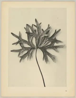 Aconiyum anthora, by Karl Blossfeldt, 1928
