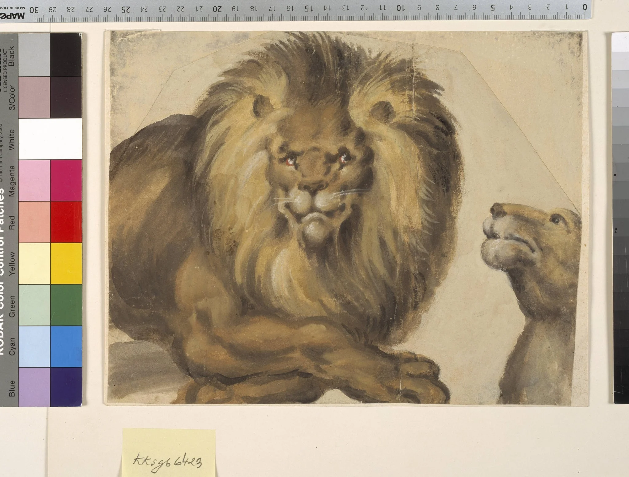 En hanløves forkrop og en hunløves hoved, detail