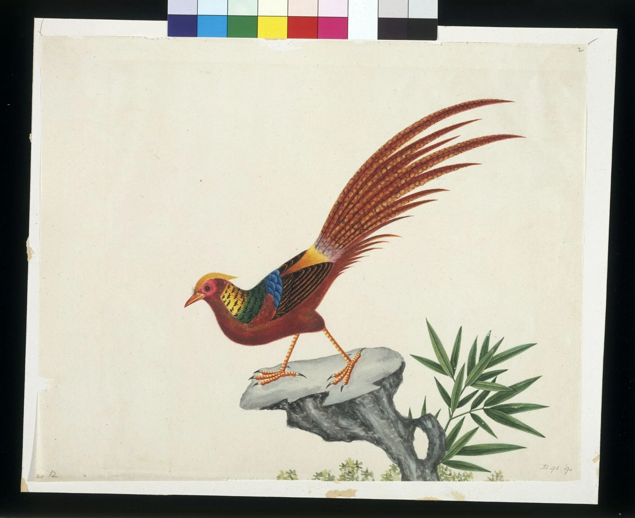 Golden pheasant, detail