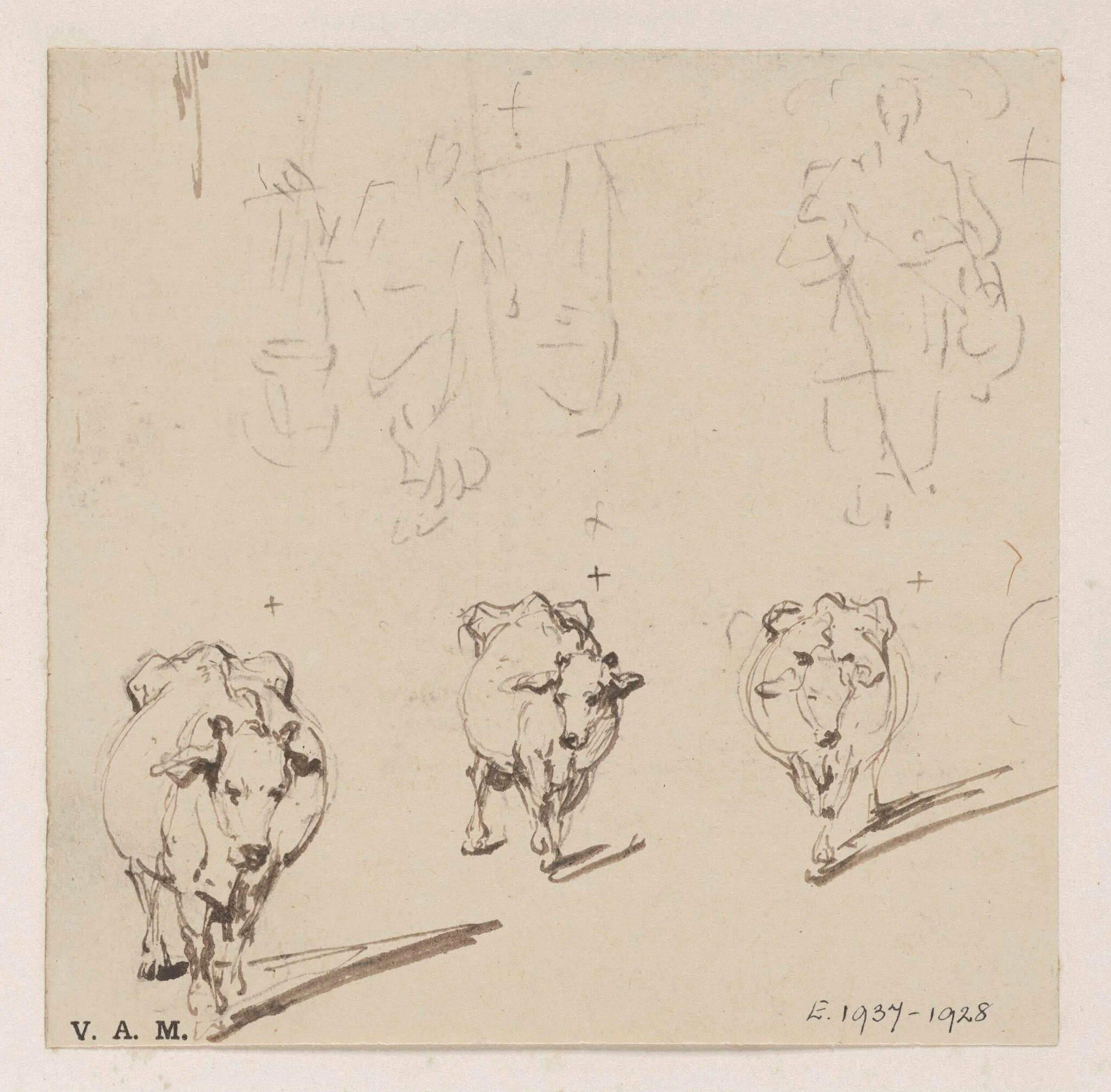 Three drawings of a cow, detail