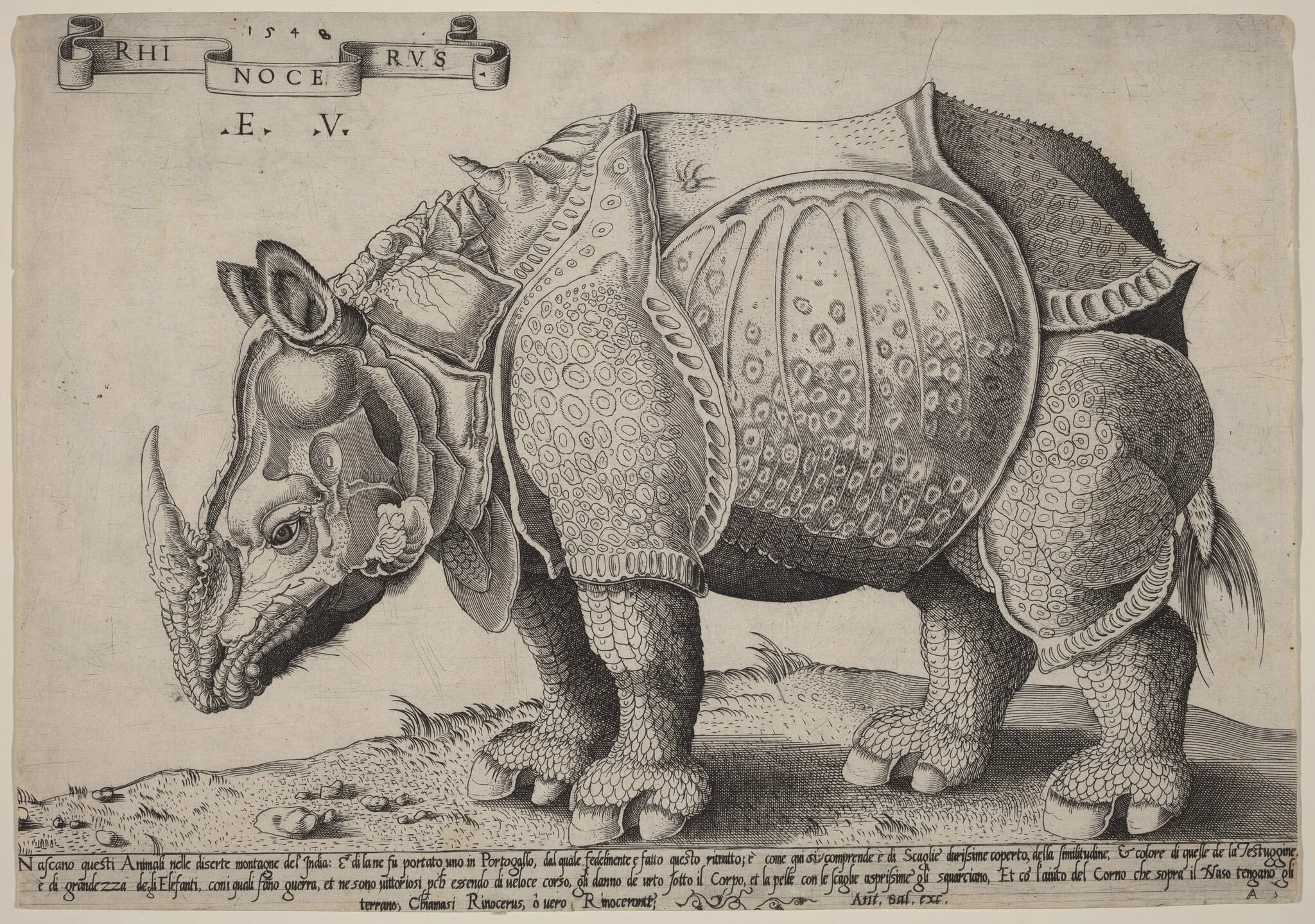 Rhinoceros, detail
