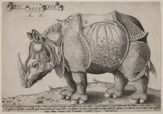 Rhinoceros, by Enea Vico, ink, 1548