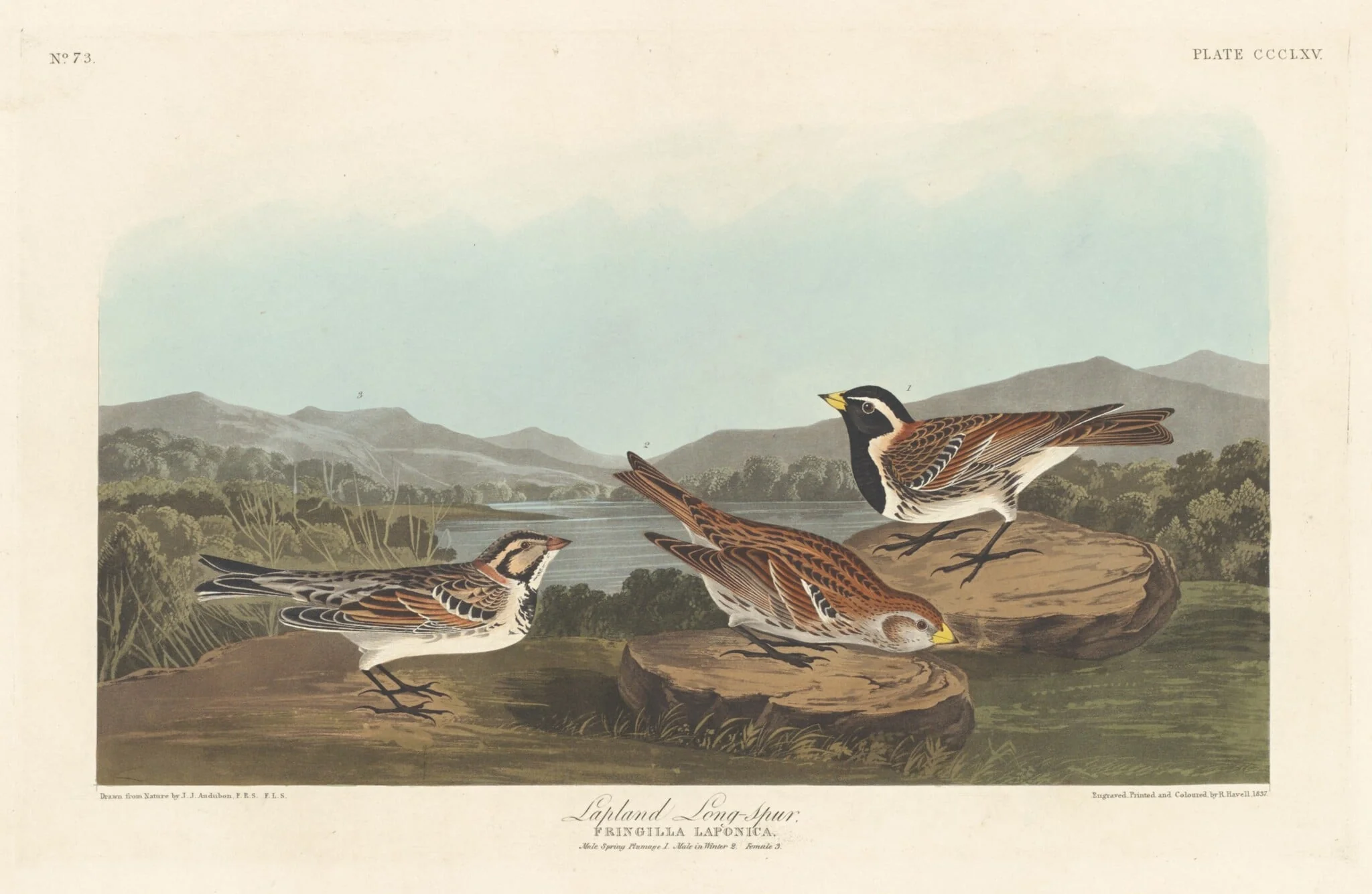 Lapland Longspur, detail