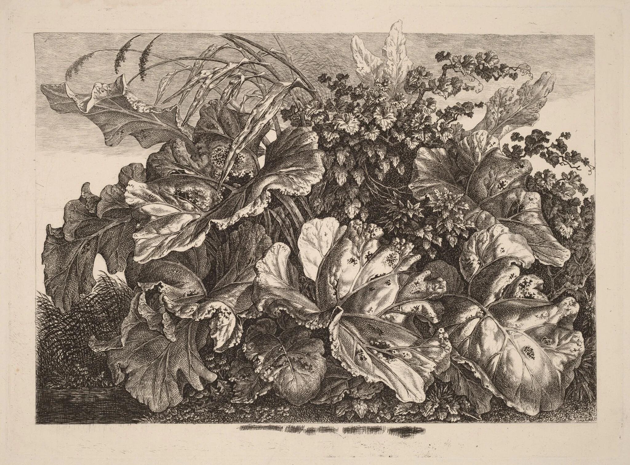 Foliage Study with Reed and Hops, detail
