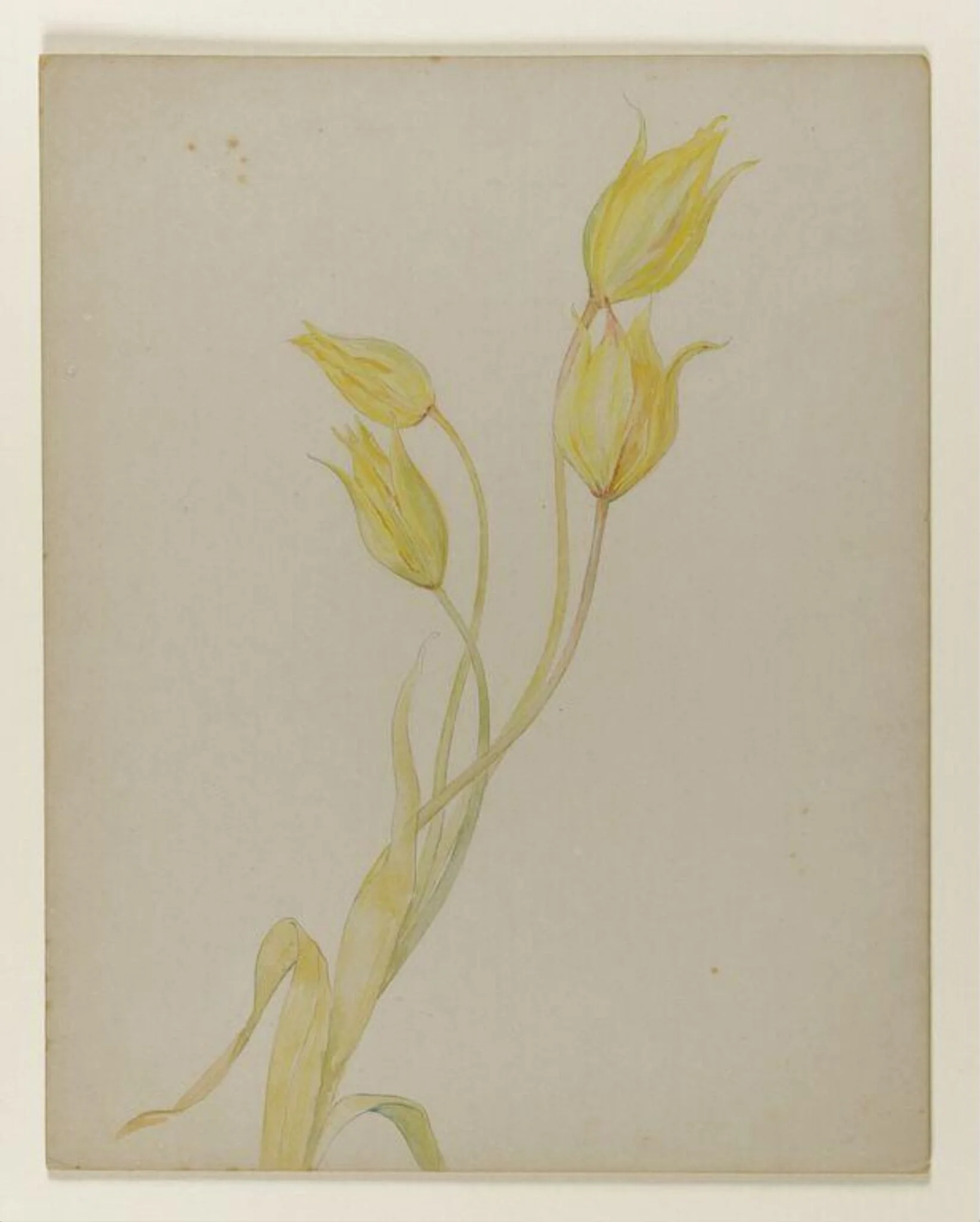 Yellow tulips, detail