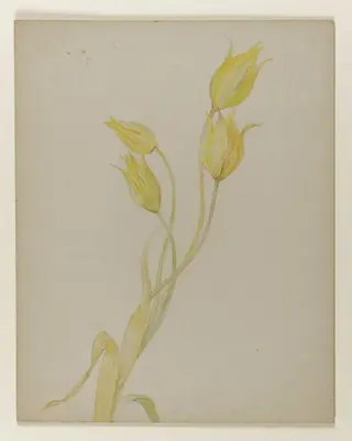 Yellow tulips, by Beatrix Potter, watercolor, 1850