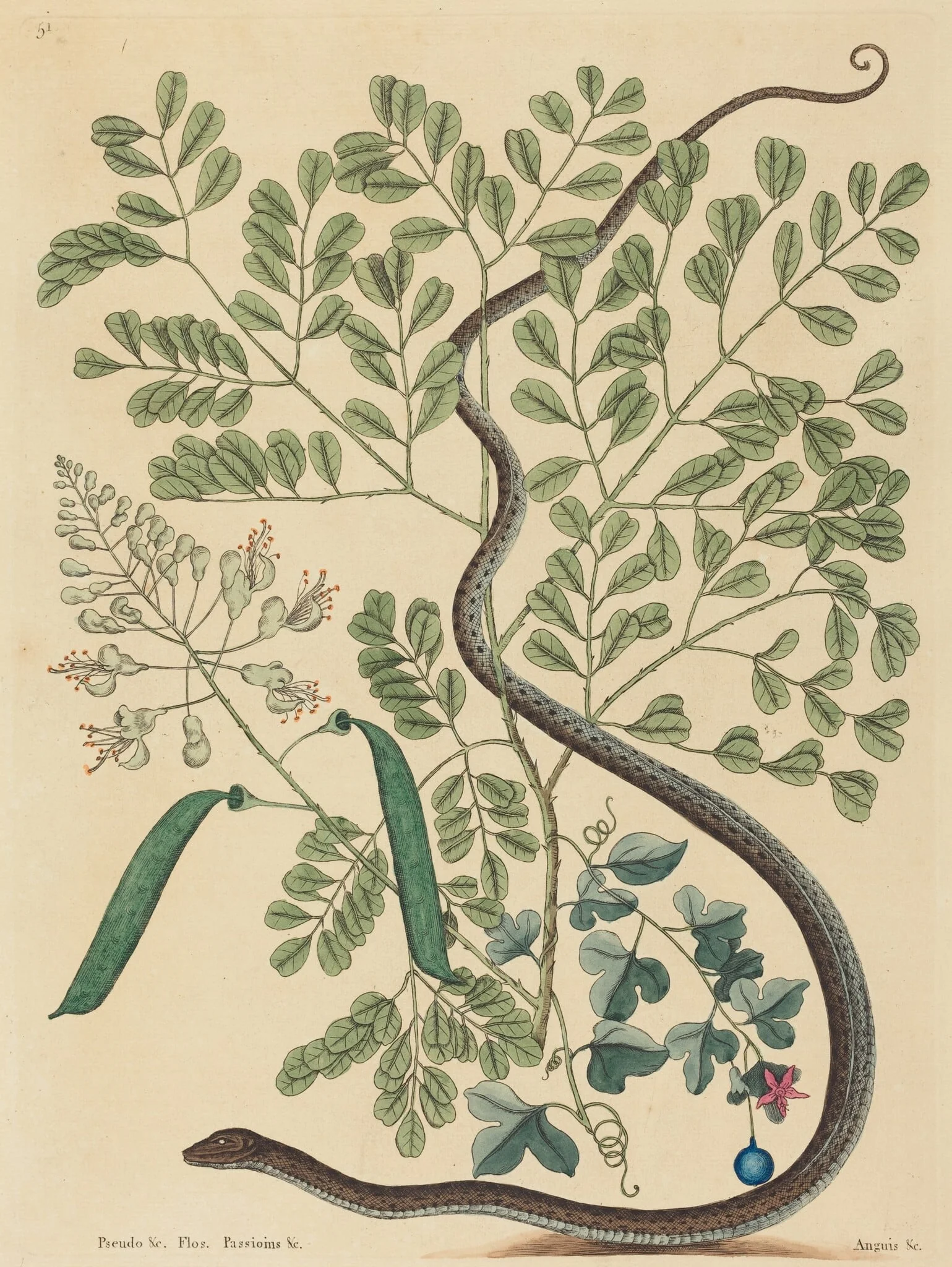 The Spotted Ribbon Snake (Coluber nebulosus?), detail