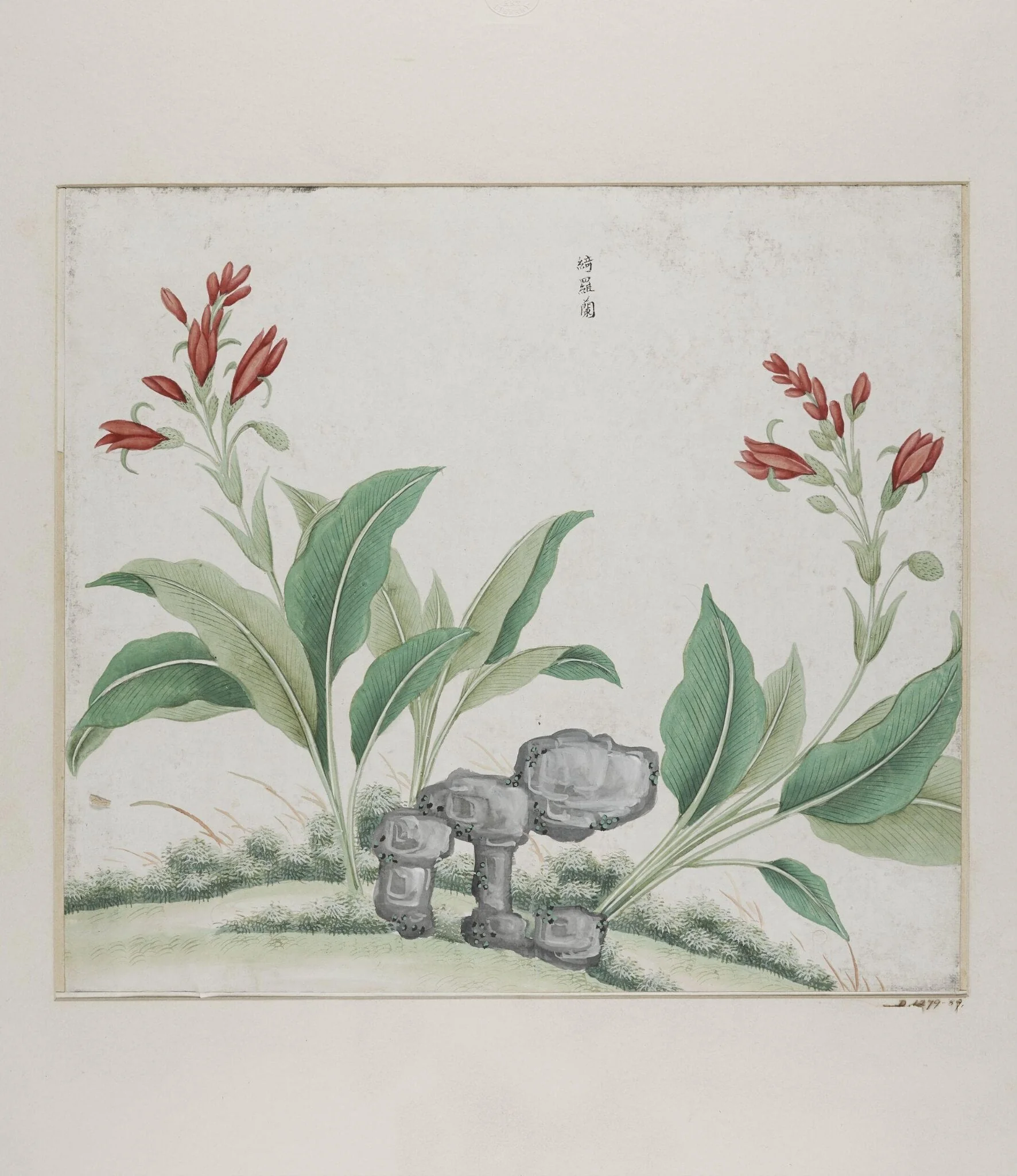 Yi luo lan, detail