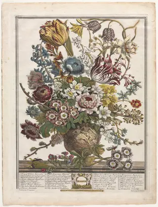 Twelve Months of Flowers:  March, by Henry Fletcher, 1730