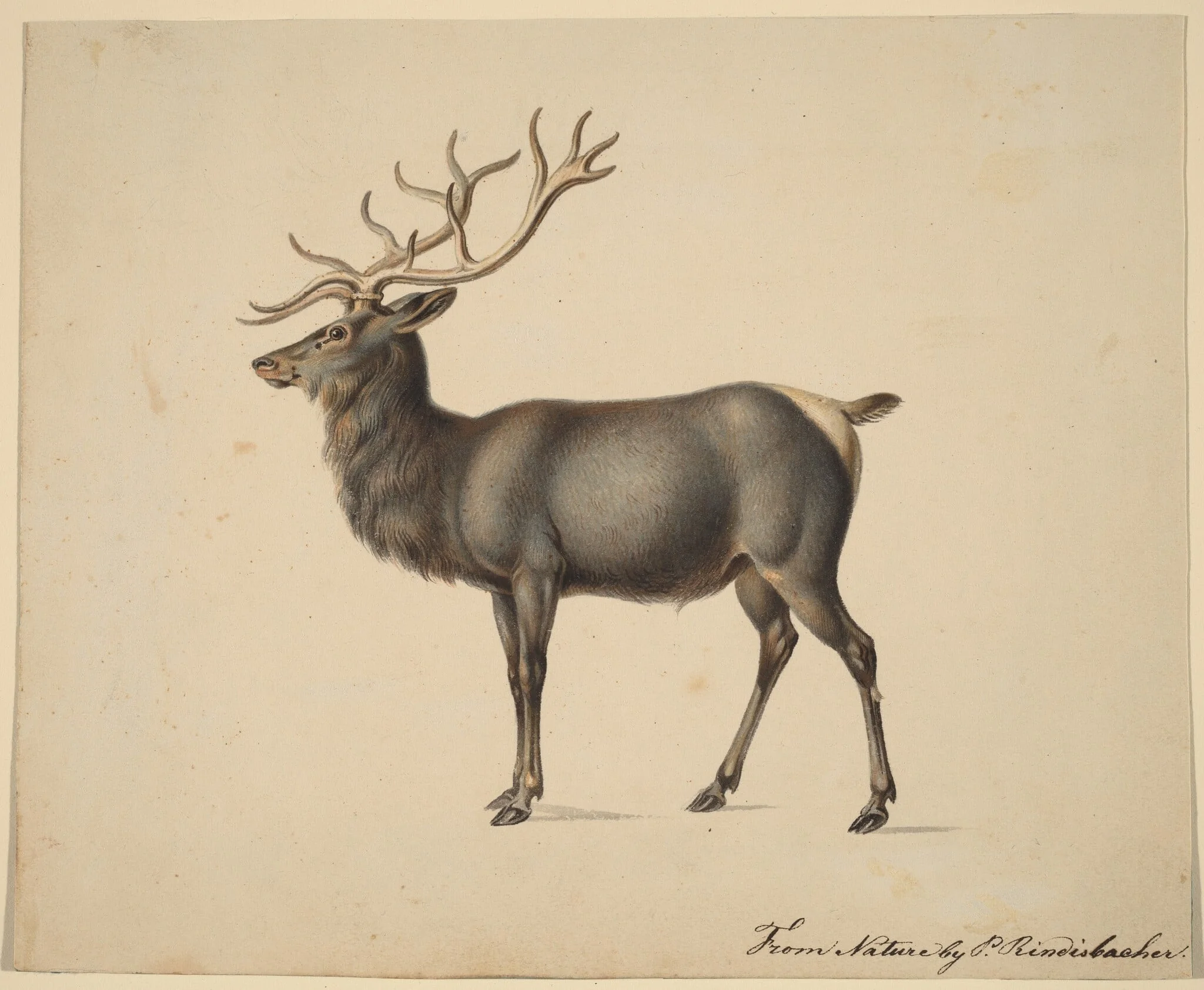European Elk, detail