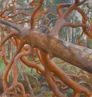 Great Pine of Kotavuori, by Pekka Halonen, oil, 1916