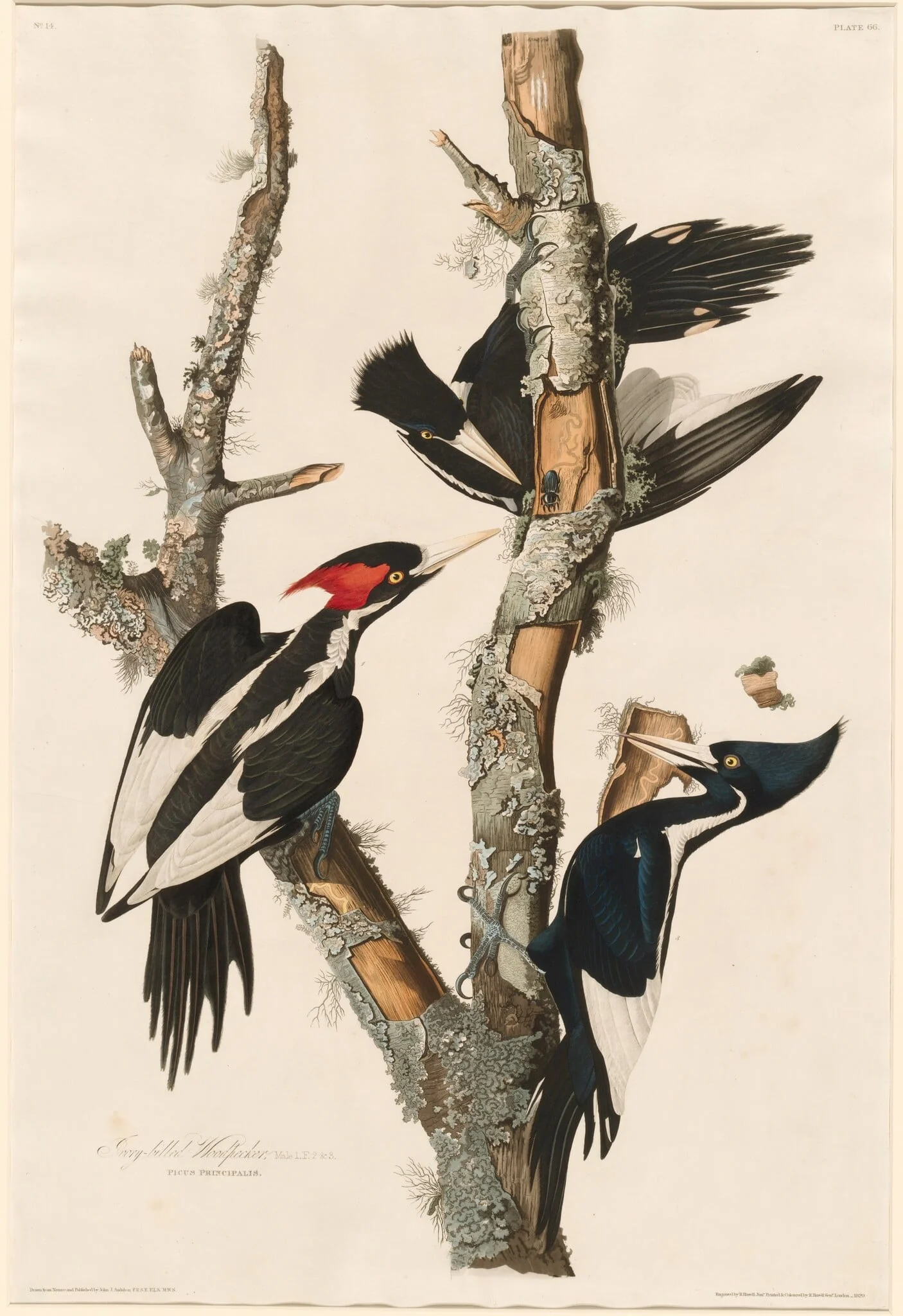 Ivory-billed Woodpecker, detail
