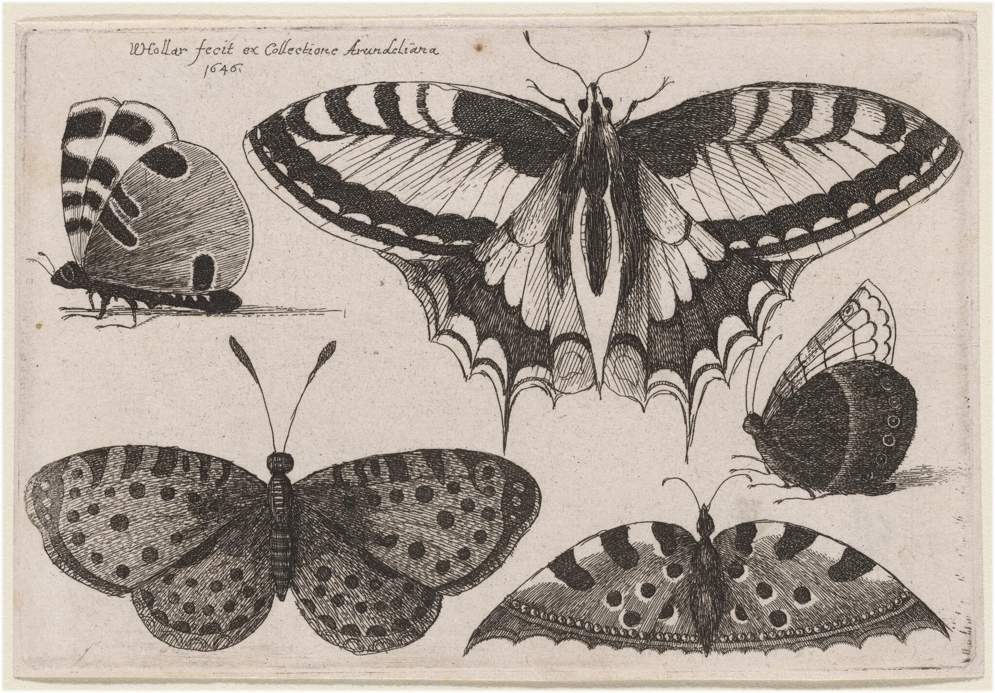 Three Butterflies and Two Moths, detail