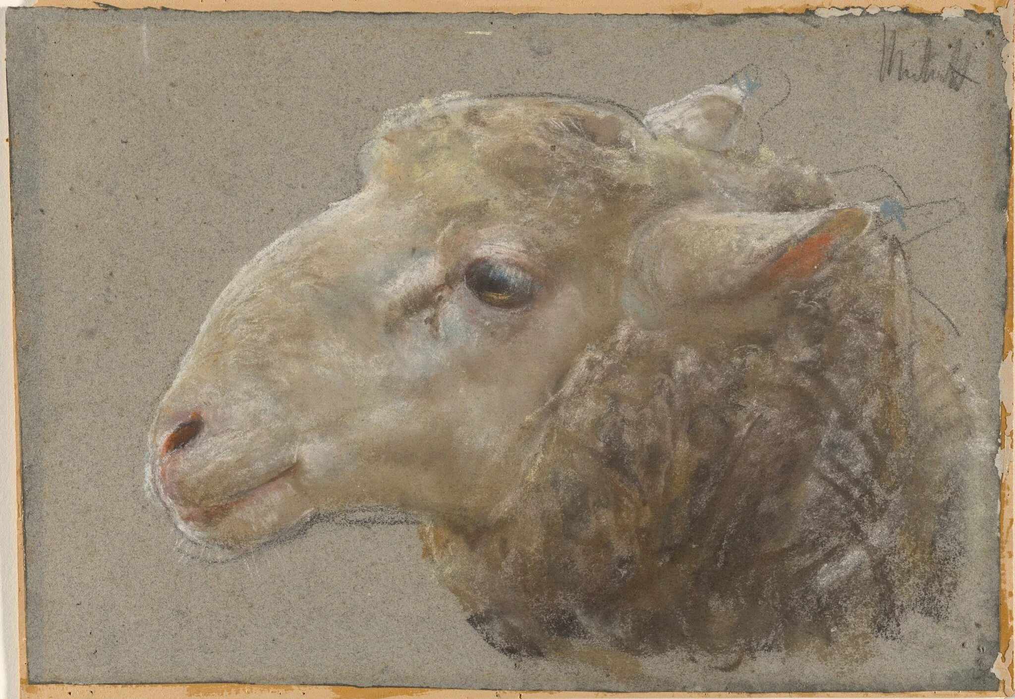 Head of a Sheep, detail