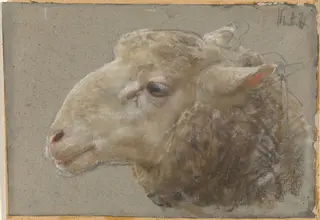 Head of a Sheep, by Francesco Paolo Michetti, gouache, 1881