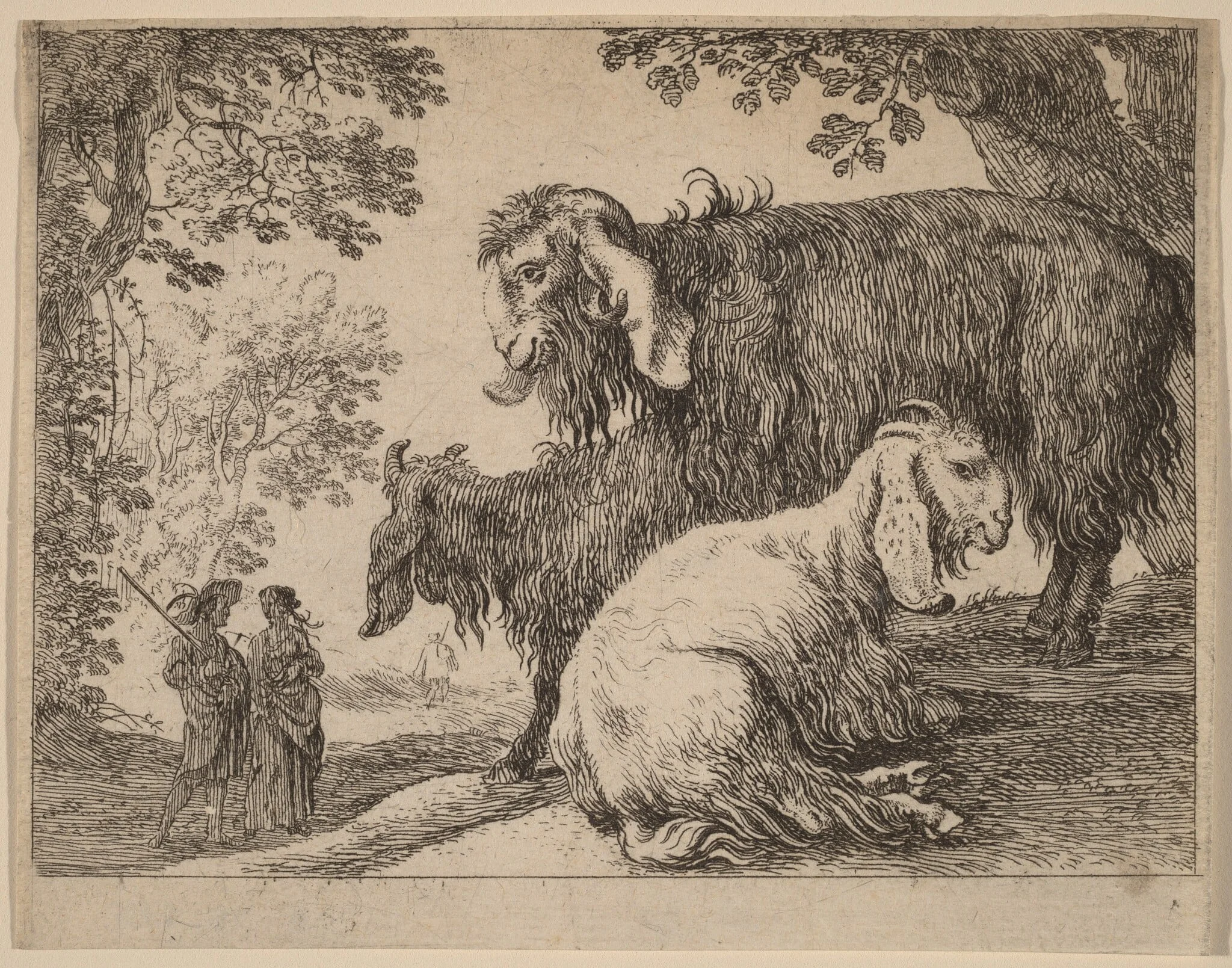 Angora Sheep, detail