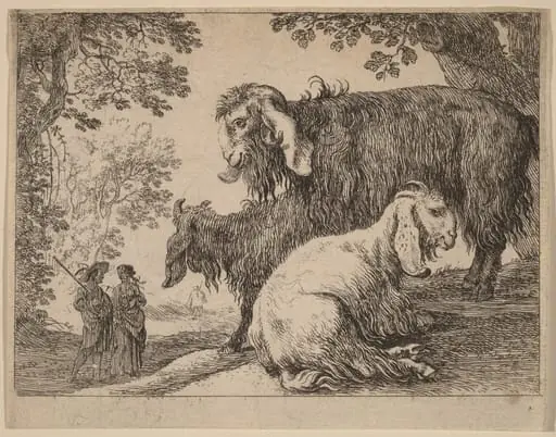 Angora Sheep, by Herman van Swanevelt, ink, 1628