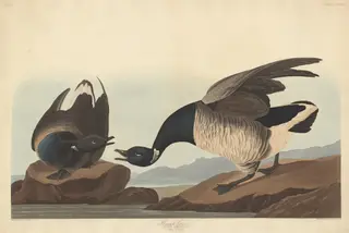 Brant Goose, by Havell, Jr., Robert, ink, 1837