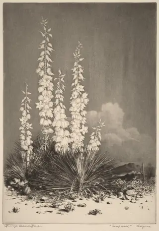 Soapweed, Arizona (no. 2), by George Elbert Burr, ink, 1924