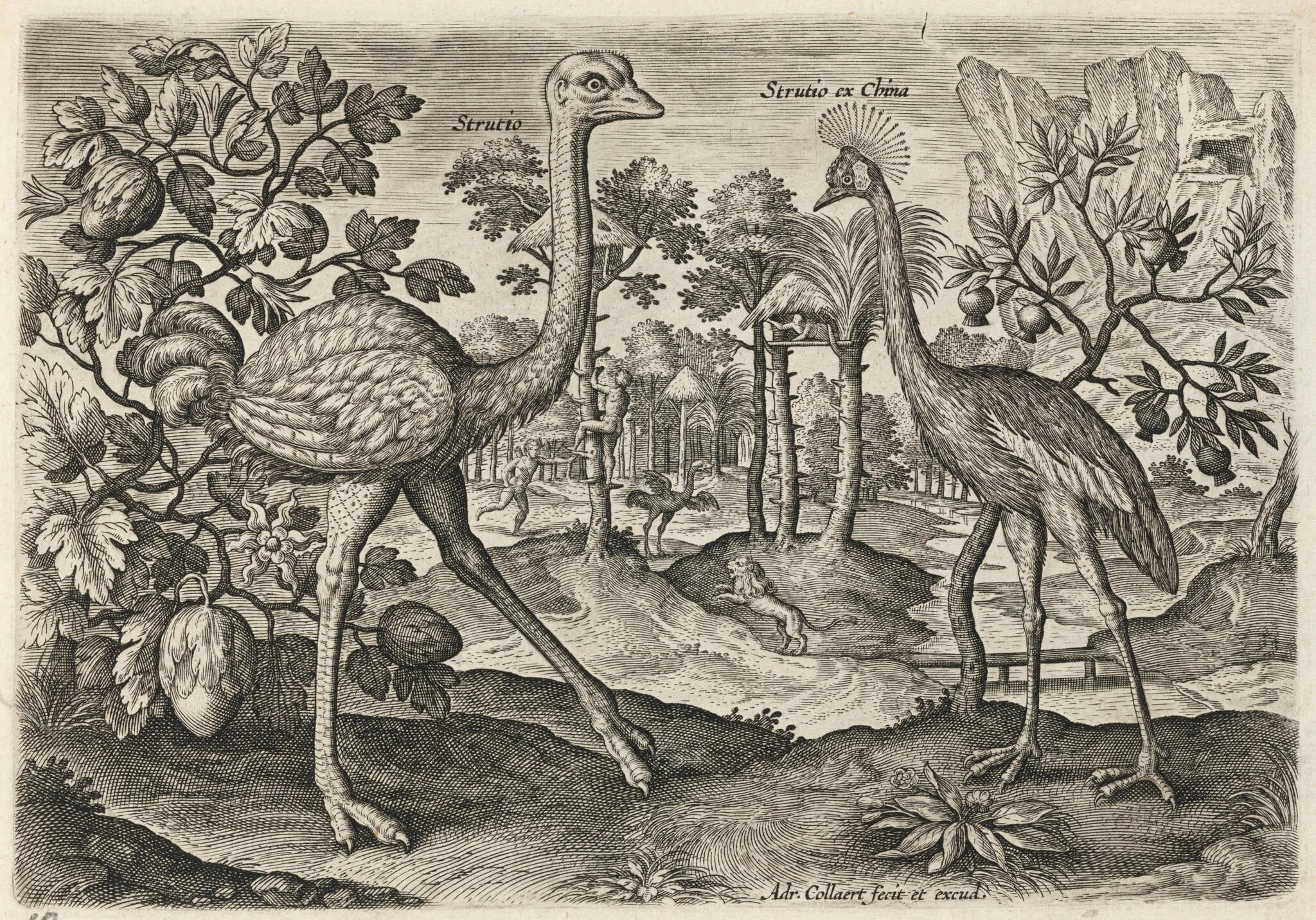 Ostrich and Crowned Crane, detail