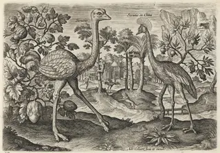 Ostrich and Crowned Crane, by Adriaen Collaert, ink, 1600
