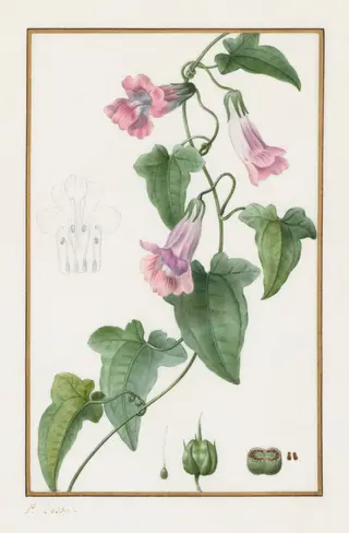 (Botanical: Maurándia semperflorens), by Pancrace Bessa, 1836