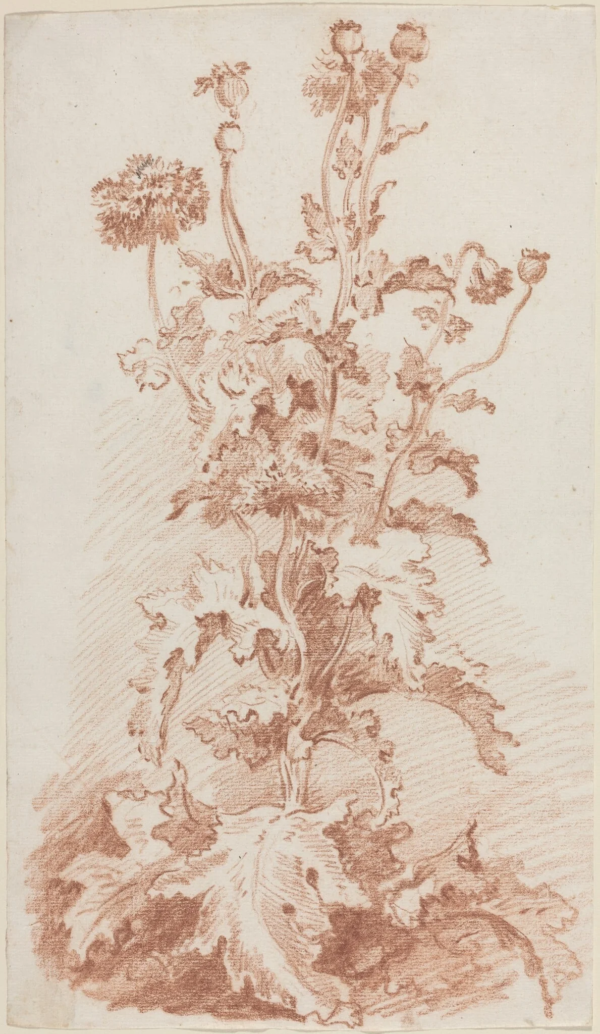 Poppies with Seed Pods, detail