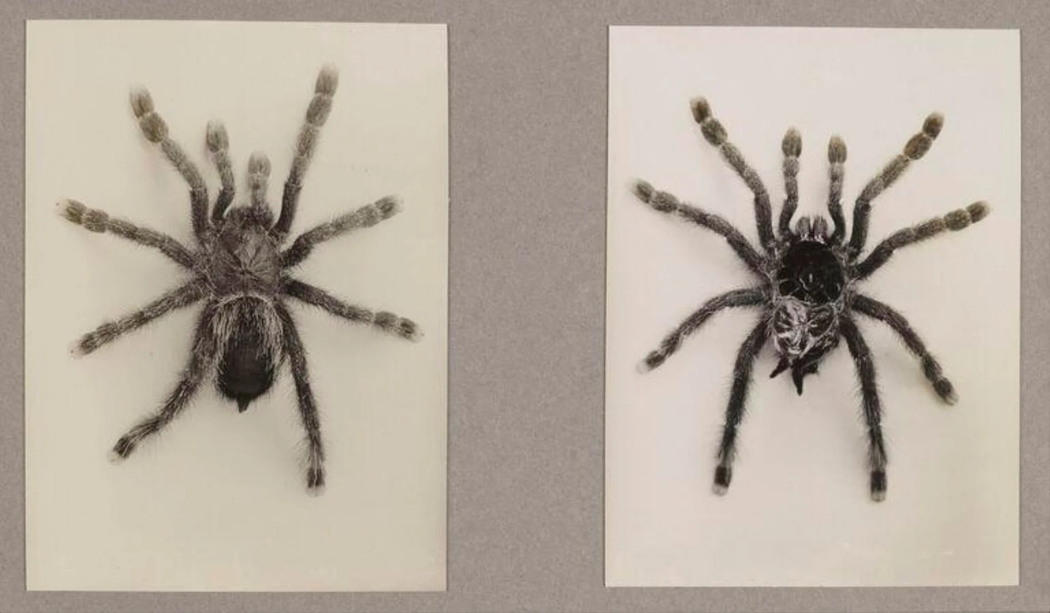 Bird-eating Spider, detail