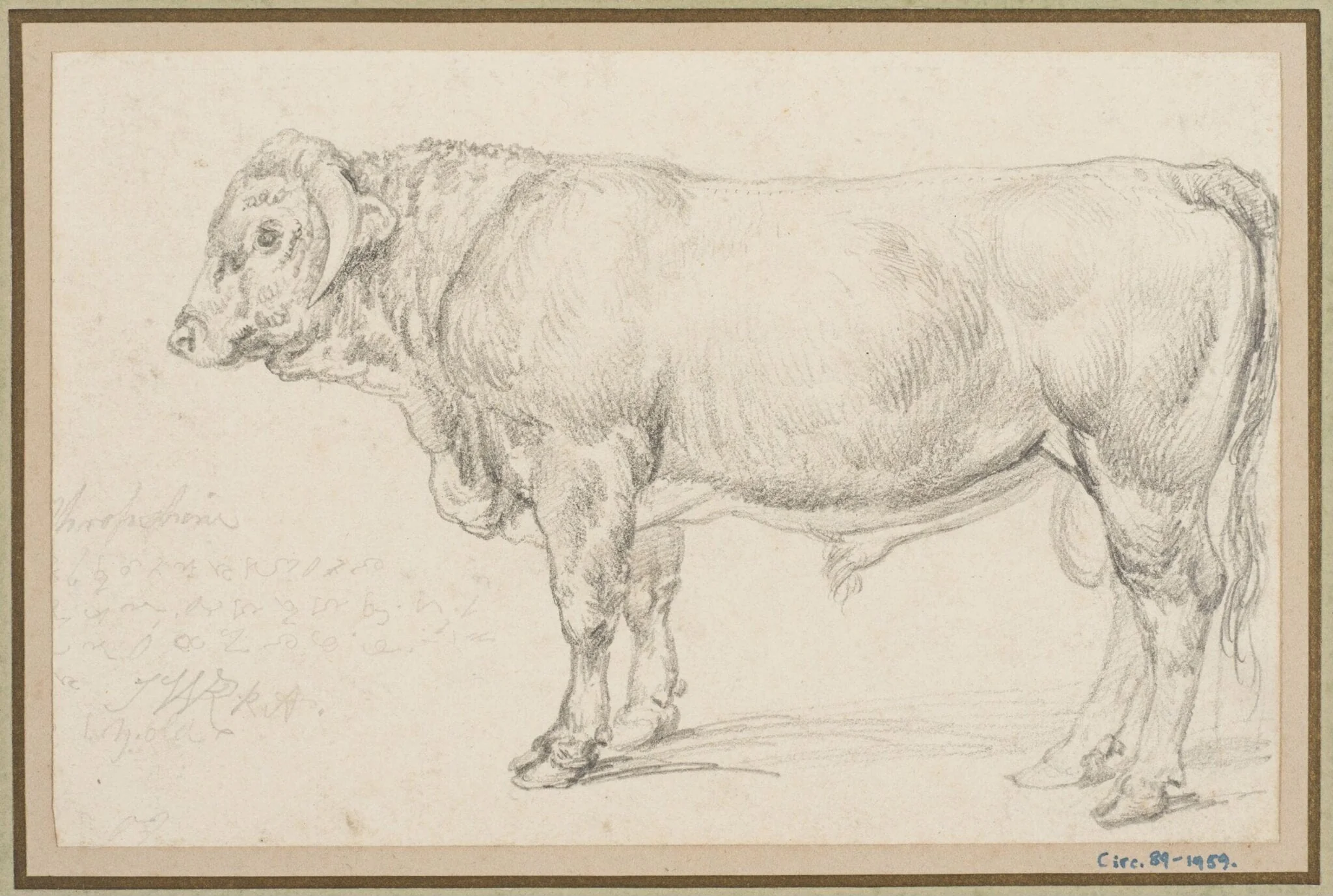 'Mr Cattisal's Shropshire Bull, detail